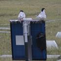 Two Arctic Tern sitting on a solar panel.